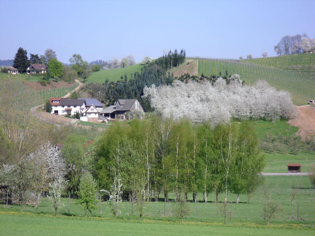 Ferienwohnung Am Weinberg 오버키르히 외부 사진
